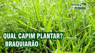 Qual capim plantar? BRAQUIARÃO.