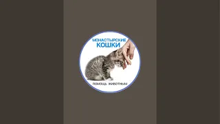 Забираю котят из храма свт. Митрофана !Монастырские кошки в прямом эфире!