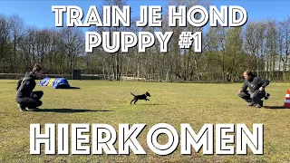 TRAIN JE HOND // Puppy #1 // Hoe leer je je puppy HIERKOMEN