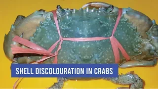 Shell discoloration in mud crab farms | Disease in adult mud crabs