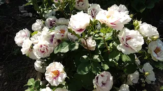 Обработки роз весной.
