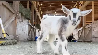 6 baby goats find their hops!