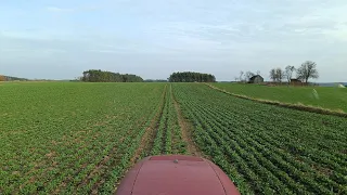 Miesiąc spóźniony azot w rzepaku!... Doświadczenie z wsiewką bobiku - jak wygląda? Czas na regulację