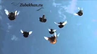 Russian Kurski Highflyer Pigeons Flying Style