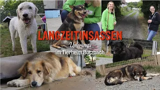 Langzeitinsassen Unterwegs - Tierheim Butzbach