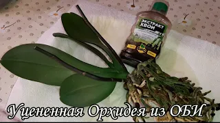 Уцененная Орхидея из ОБИ | Амаглад Amaglad, multiflora | Обработка Орхидеи перед Посадкой