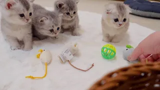 Here's how kittens react when given lots of toys.