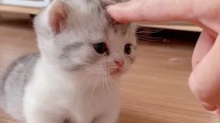 OMG So Cute Cats ❤ Best funny cat videos 2021 #2