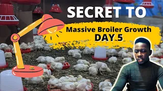 SECRET TO MASSIVE BROILER GROWTH | Lighting in Broiler Brooding Management (Day 5)
