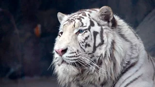 День рождения всеобщего любимца - белого тигра Рагдая!