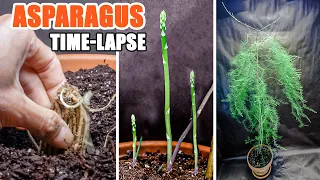 Growing Asparagus Plant From Bare Root Time Lapse (65 Days)