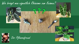 Wie bringt man eigentlich Alocasia Rhizome zum keimen?