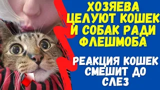 ФЛЕШМОБ! Хозяева Целуют Кошек И Собак И Смотрят На Их Реакцию. Реакция Кошек Смешит До Слез!