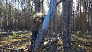 Валка повисшего дерева НЕ ПОВТОРЯТЬ 😮😮😮 Stihl MS 361