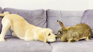 Golden Retriever Puppy Meets Bunny for the First Time!