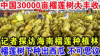 中国30000亩榴莲树大丰收，记者探访海南榴莲种植林，榴莲树下种出西瓜不可思议！