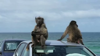 Baboons at Cape of Good Hope, or is it Cape Point? Things to do in Cape Town