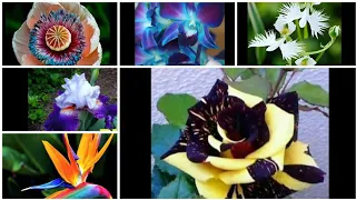 75 - 15+ EXOTIC Flowers that You Won't Believe Actually Exist !!!