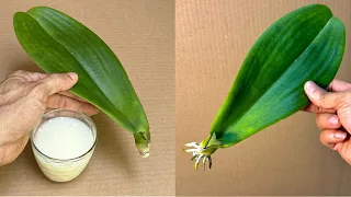 This Magical Water Makes 1 Orchid Leaf Instantly Revive Very Easily