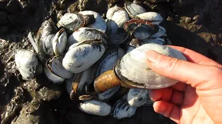 Digging for Softshell Clams: A Family Adventure