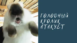 Орущий кролик отжигает! Прикол 😂