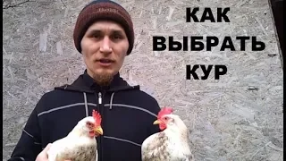 Как выбрать кур несушек и узнать возраст курицы.