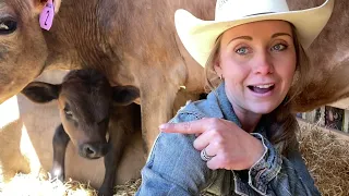 Royal Kids Storytime Series: Where'd Cow Go? by Amber Marshall