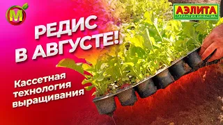 Кассетная технология выращивания редиса