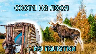 Охота на лося из палатки