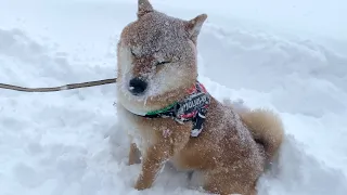 Shiba Inu goes to the hospital after a heavy snowfall.