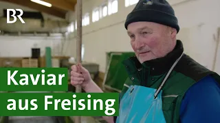 Eine beliebte Delikatesse in der Weihnachtszeit: Bayerischer Kaviar vom Saibling | Unser Land | BR