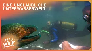 Unglaubliche Unterwasserwelt in Mosambik | Real Wild Deutschland