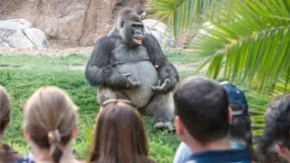 Junge Frau brachte Gorilla 40 Jahre lang das Sprechen bei, das Ergebnis verblüffte die ganze Welt!