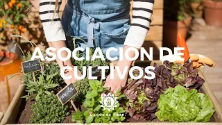 ASOCIACIÓN DE CULTIVOS 2024/ HUERTO EN CASA/ MANOS DE TIERRA