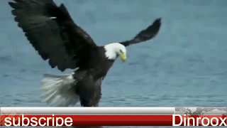 Wild Eagle Attacks, Best Attacks Ever .............