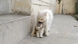 Mother Cat Carrying Her Kitten In Mouth And Calling All Kittens Inside immediately