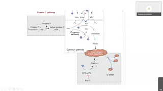 Venous Pathophysiology