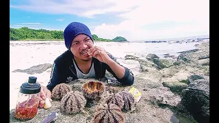 Sea urchin Mukbang... Palawan.