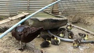 Inflatable water park for Ducklings​​  - Funny Ducklings