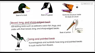 Class 3,Sci Ch-3 Animals Birds_Revision_