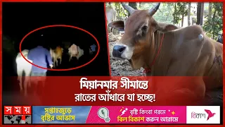 রাত গভীর হলেই মিয়ানমার সীমান্তে ‘হাম্বা’ ডাক | Cox's bazar | Myanmar border | Qurbani Cow | Somoy TV