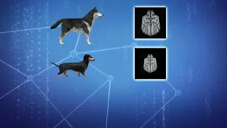 Brain scans reveal how humans have shaped dogs' brains
