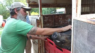 Pig Farming Adventure | Rambo The Legendary Duroc