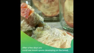 Mouldy Bread Science Experiment finale