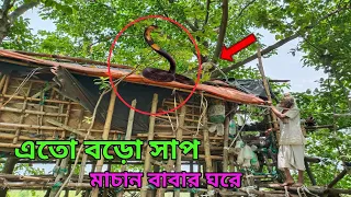 আজ প্রমাণ পেলাম এই সাপ রোজ দেখতে আসে মাচান বাবাকে | এমন ঘটনা দেখে তারা অবাক হলো | Machan Baba