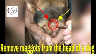 Remove maggots from head of a dog