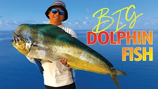 How To Catch Mahi Mahi Trolling Skirts on The Gold Coast (Fillet, Catch & Cook)