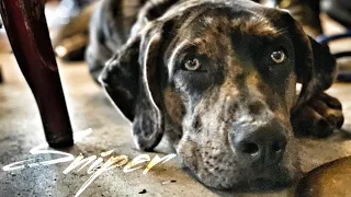 5mo Catahoula Leopard Dog (Sniper) Best Dog Trainers in Florida