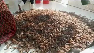 How To Fisherman Red Shrimp Fishing Vessel - Catch Hundreds Tons Shrimp and frozen processing