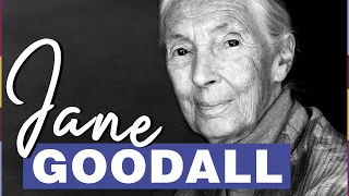 Jane Goodall: Ihr Kampf für die Schimpansen! 🐒